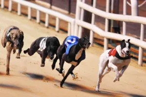 Bí Quyết Chơi Game Đua Chó Tại HCM66 Thắng Lớn Trong 5 Phút 6 Bí Quyết Chơi Game Đua Chó Tại HCM66 Thắng Lớn Trong 5 Phút
